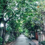 The prettiest tree-lined street in Bangkok. 🌴 It jumped out at me because of the contrast - so much of BKK is so urban - businesses, street vendors, a sea of taxis and tuk tuks. I like to get a little glimpse of what the city might have been like before 8.2 million people moved in. 😊
......................................................................................
#Bangkok #Thailand #travelgram #LittleJTravels #sheisnotlost #girlsthatwander #girlaroundworld #TheTravelWomen #stayandwander #gltLOVE #roamtheplanet #earthfocus #theprettycities 
#wanderlust #LittleJTravels #travelgram #travel #lonelyplanet #mylpguide