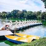 Swans for days! You can rent them for 40 baht per half hour (about $1.20) - and paddle around the lake at Lumpini Park to your heart's content. 🌤️😁
......................................................................................
#girlsthatwander #girlaroundworld #TheTravelWomen #stayandwander #gltLOVE #roamtheplanet #earthfocus #theprettycities #wanderlust #LittleJTravels #travelgram #travel #sheisnotlost