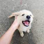 Met a puppers today that I ALMOST packed right into my carry-on! 😍 There are lots of stray dogs here in Thailand and normally you shouldn't touch them just in case, but this pup and his brother played with me while their Mama looked on calm as can be.
......................................................................................
#wanderlust #LittleJTravels #travelgram #travel #lostinThailand #Thailandinsider #amzthld #puppers #puppygram #puppy