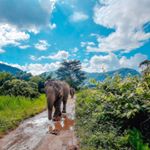 Elephants on parade! 🐘 Truly one of the best days of my life. We had such an amazing day at Elephant Nature Park in Chiang Mai, Thailand. They rescue elephants from the tourist trade (places that make them do tricks and let people ride). Don't worry, I'll be flooding your feed with elephants for AWHILE. 😍
......................................................................................
#stayandwander #roamtheplanet #earthfocus #wonderful_places #wanderlust #LittleJTravels #travelgram #travel #lostinThailand #Thailandinsider #amzthld #ChiangMai #Thailand #elephants #ElephantNaturePark #ecotourism