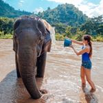 Elephant Nature Park is kind of like a retirement home for elephants - they spend their lives working hard in the tourist trade, and then get rescued to be fed food all day and splashed with water. 😂 🐘 ......................................................................................
#sheisnotlost #girlsthatwander #girlaroundworld #TheTravelWomen #stayandwander #gltLOVE #roamtheplanet #earthfocus #wonderful_places #wanderlust #LittleJTravels #travelgram #travel #lostinThailand #Thailandinsider #amzthld #ChiangMai #ecotourism #elephant