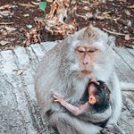 We had NO idea there would be monkeys at Uluwatu Temple in Bali. 😍 We had to quietly walk by this mama and her baby on the path but I couldn't resist a quick pic, it was too adorable. ❤️ Keep track of your things while you're there though, we saw a guy almost lose his iPhone to an enterprising monkey! 😁
......................................................................................
#stayandwander #roamtheplanet #earthfocus #wonderful_places #wanderlust #LittleJTravels #travelgram #travel #Bali #UluwatuTemple #monkeys #Indonesia #Uluwatu